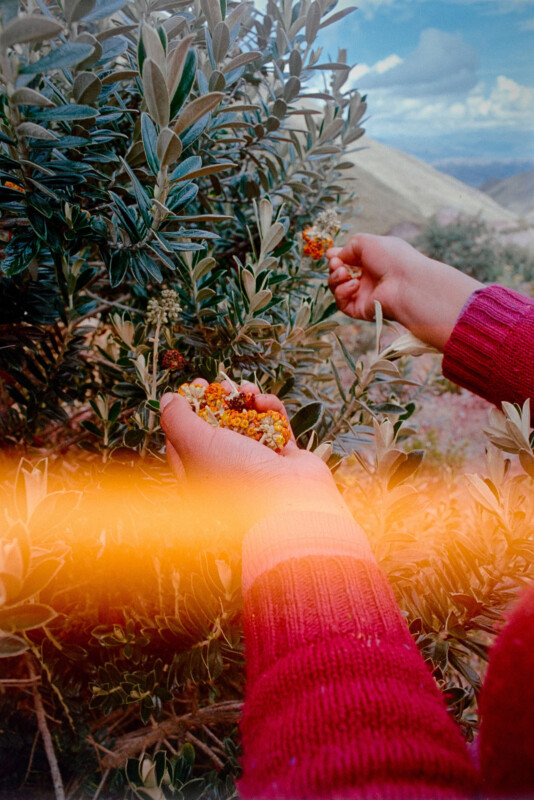 A person in a red sweater gathers small berries from a leafy green bush outdoors, with hills and a cloudy sky in the background and an orange light streak across the image.