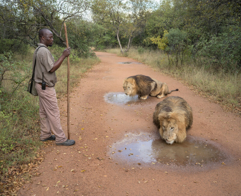 A man with a walking stick stands on a dirt path in a forest, watching two lions drink from puddles in the middle of the path. The area is surrounded by trees and greenery.