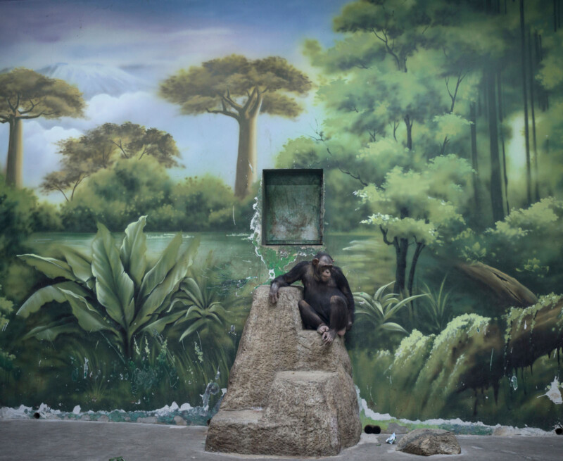A chimpanzee sits alone on a large artificial rock in an enclosure with a painted mural of a lush green forest and trees on the wall behind it.