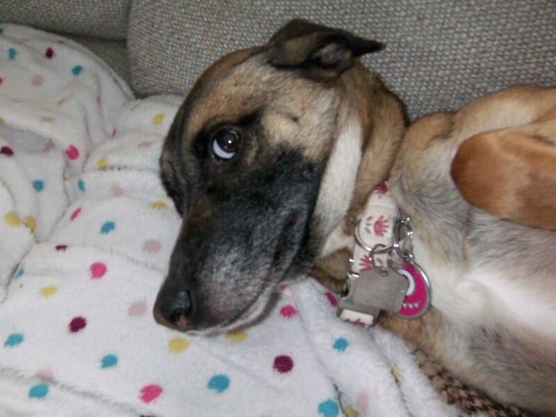 A brown and black dog with a silver collar and ID tags lies on its side on a polka dot blanket. The dog has a relaxed expression and is looking upward.