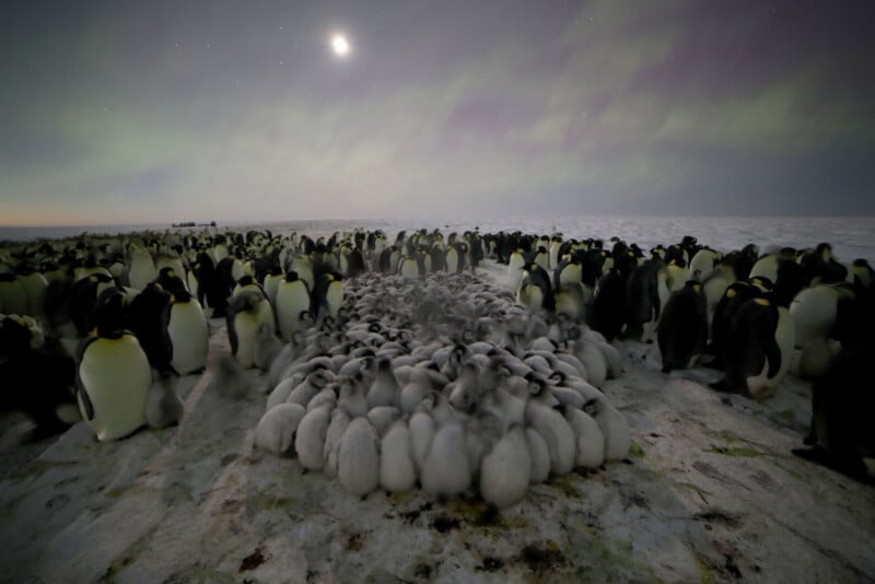 A large group of adult emperor penguins surrounds a huddle of fluffy gray chicks on snowy ground under a moonlit, green-tinged sky, likely showing the aurora australis in Antarctica.
