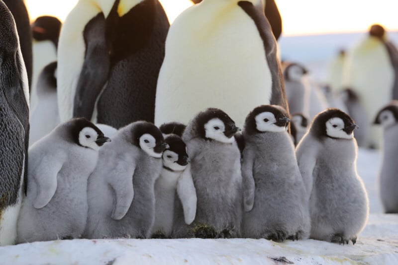 A group of fluffy emperor penguin chicks huddle together on snow with adult penguins standing behind them. The chicks have grey bodies, white faces, and black beaks. The background is snowy and bright.