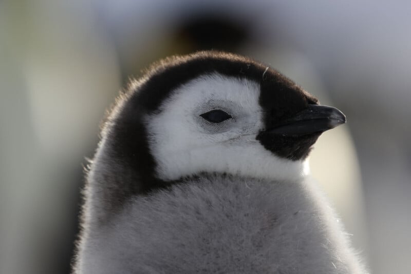 Close-up of a fluffy emperor penguin chick with grey feathers and a black-and-white face, looking slightly to the right against a blurred background.