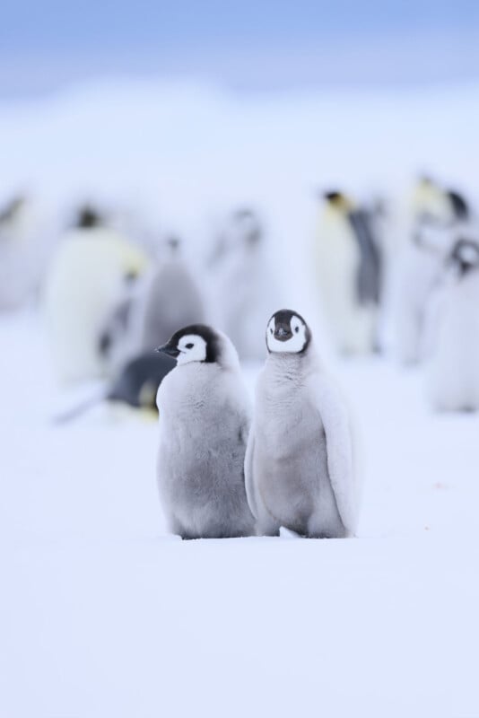 Two fluffy emperor penguin chicks stand close together on snow, with blurred adult and juvenile penguins in the snowy background.