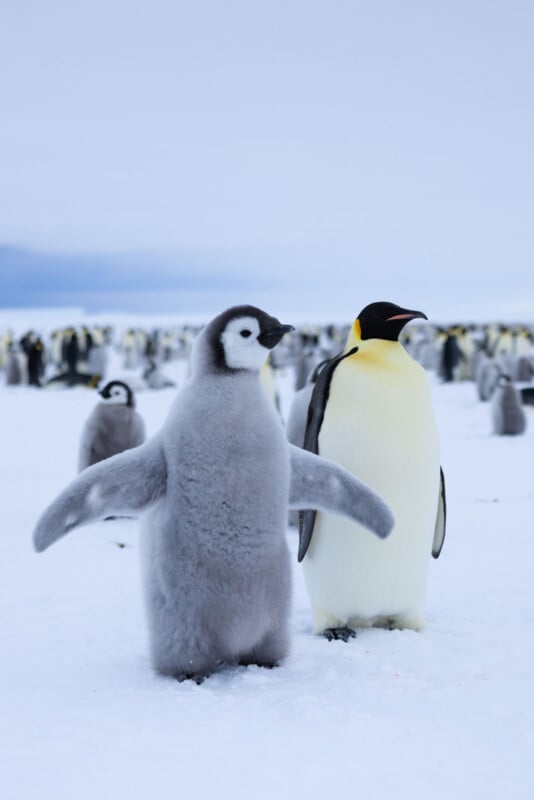 A fluffy emperor penguin chick stands on snow next to an adult penguin, with a large group of penguins blurred in the background under a cloudy sky.