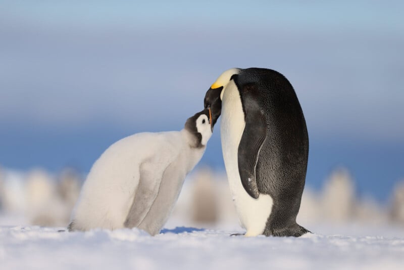 An adult emperor penguin leans down to touch beaks with a fluffy chick on snowy ground, with a blurred icy landscape and other penguins in the background.