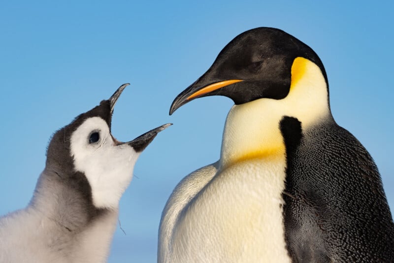 A fluffy penguin chick with its beak open faces an adult emperor penguin, which stands calmly against a clear blue sky.