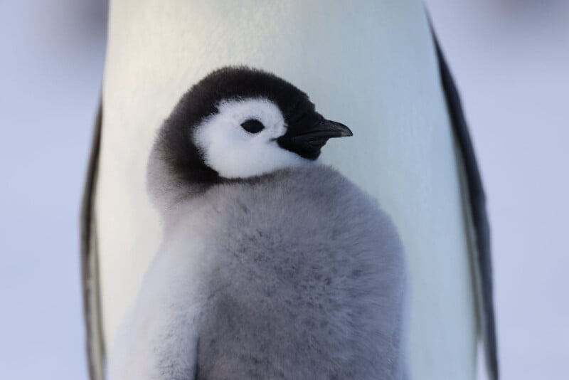 A close-up of a fluffy gray and white penguin chick standing in front of an adult penguin, with soft lighting and a snowy background.