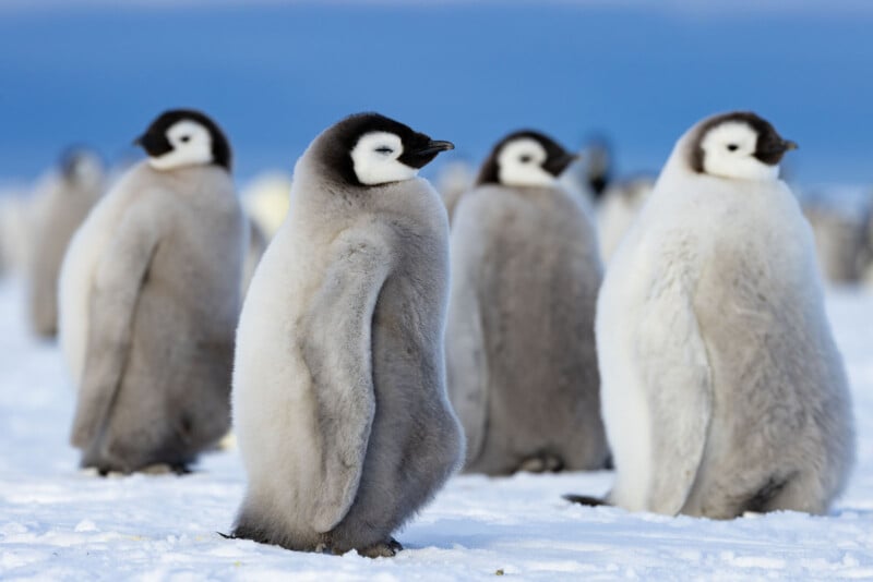 A group of fluffy emperor penguin chicks with grey and white feathers stands together on snowy ground with a blue sky in the background.