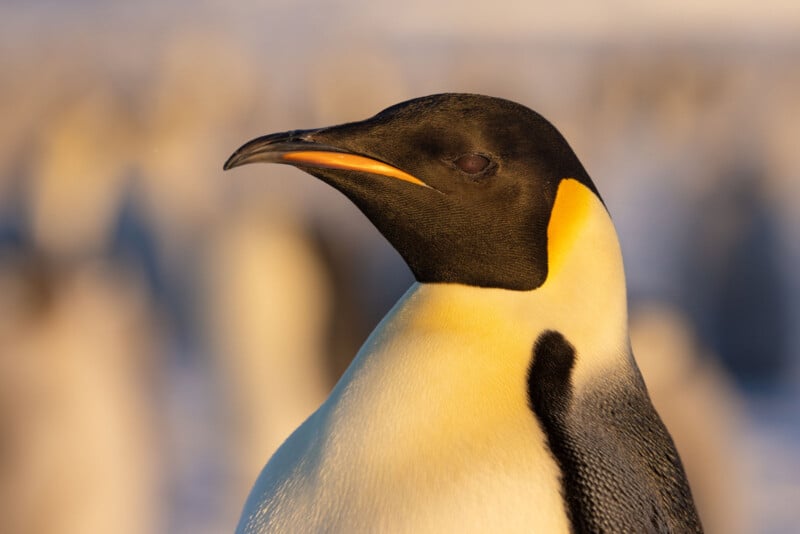 Close-up of an emperor penguin with its eye closed, showing its black head, orange-yellow ear patch, and white chest. The background is blurred, featuring other penguins and soft light.