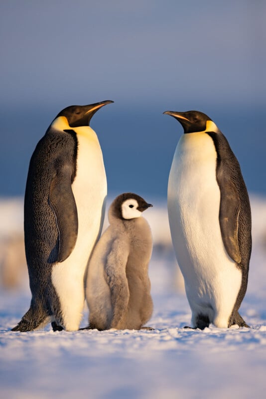 Two adult emperor penguins stand on snow with a fluffy penguin chick between them, all facing forward in bright natural light with a blue sky in the background.