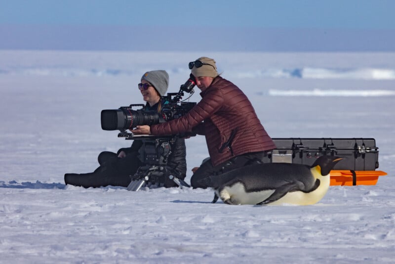 Two people in winter clothing film on a snowy landscape with professional camera equipment, while an emperor penguin slides on its belly past them.