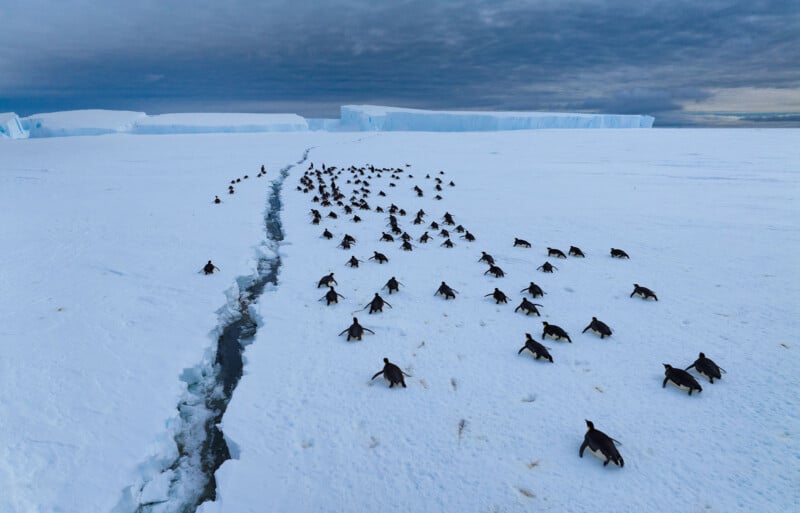 A large group of penguins walks across snowy ice toward a narrow crack in the glacier, with icebergs and a dramatic cloudy sky in the background.