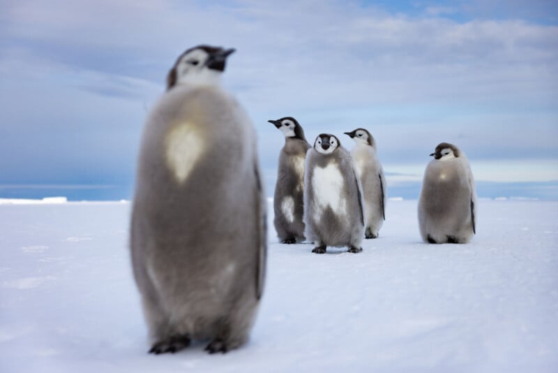 Five fluffy emperor penguin chicks stand on snow under a mostly cloudy sky, with one chick in the foreground and four more grouped together in the background.