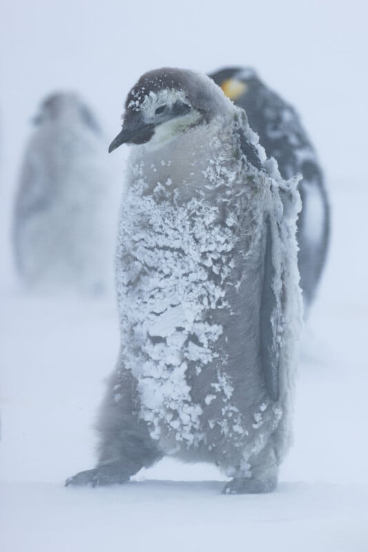A young penguin covered in snow and frost stands on icy ground, with other blurred penguins in the snowy background. The scene looks cold and wintry.