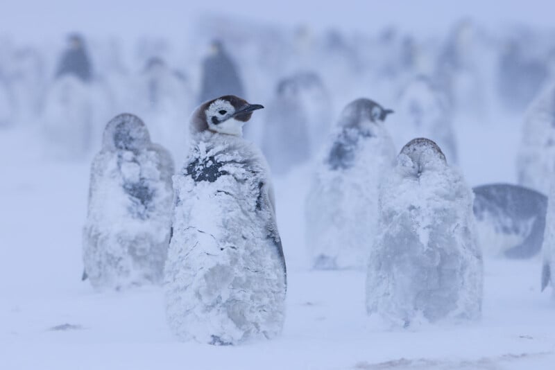 Several young penguins, covered in snow and ice, stand together in a snowy, foggy landscape, with more penguins visible in the blurred background.