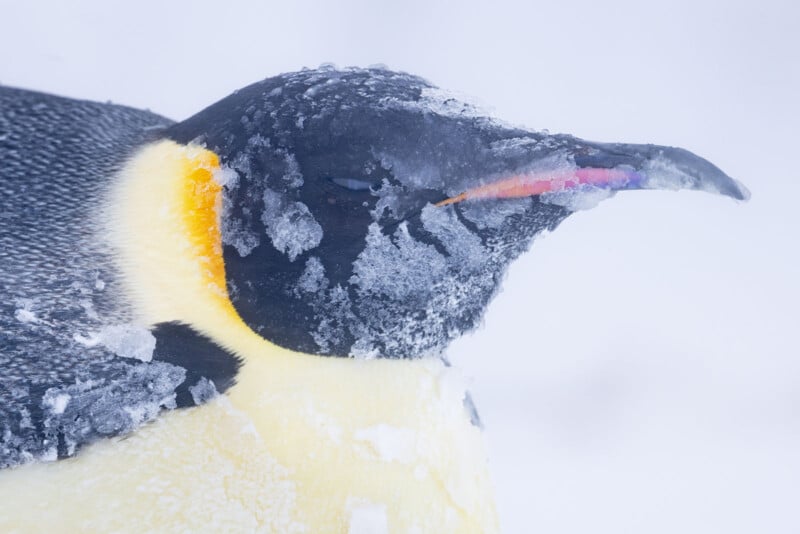 A close-up of an emperor penguin covered in snow and frost, with ice crystals on its beak, feathers, and head, standing in a cold, snowy environment.
