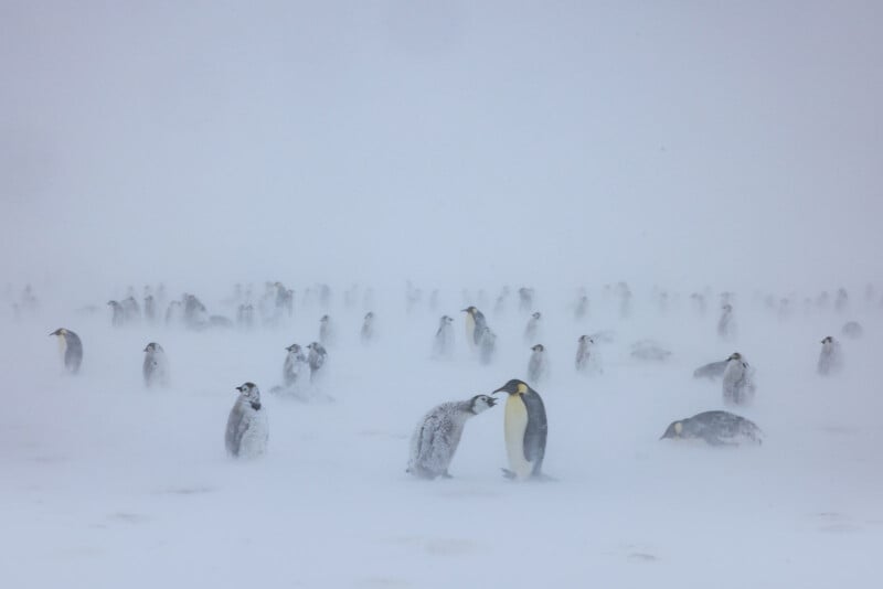 A large group of emperor penguins stands on a snowy, foggy landscape. Two penguins in the foreground appear to be interacting, while others are scattered in the misty background.