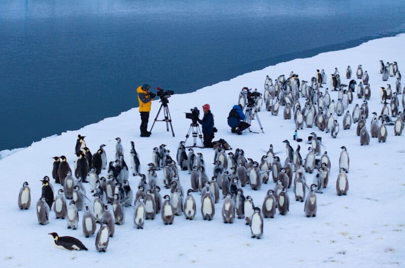 A group of filmmakers with cameras on tripods film a large colony of emperor penguins and chicks on snowy ground beside a body of water.