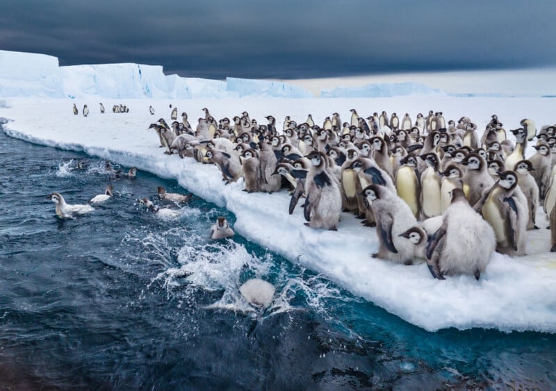 A large group of penguins stands on snowy ice near the ocean, with some penguins diving into the water while others watch. Icebergs and a cloudy sky are visible in the background.