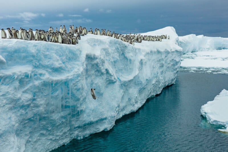 A large group of penguins stands on top of an icy cliff above the ocean, while one penguin is captured mid-air as it leaps off the edge toward the water below.