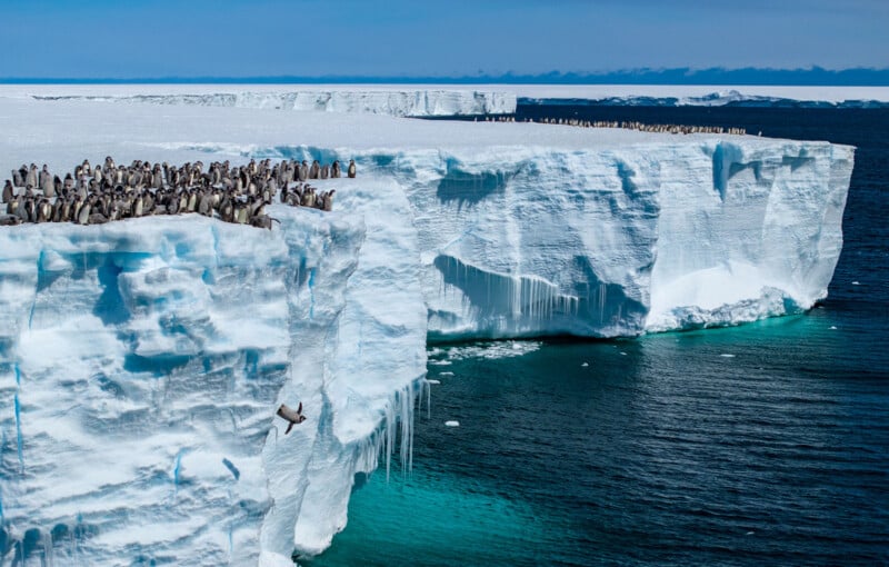 A large group of penguins stands on the edge of a massive, icy glacier overlooking dark blue ocean water, with one penguin leaping off the edge.