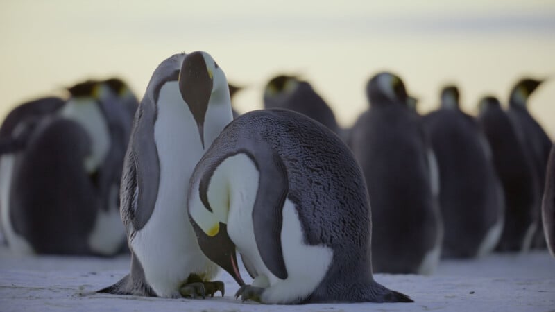 Two emperor penguins stand close together on snowy ground, with one bending its head downward while the other stands upright. A group of penguins is visible in the blurred background.