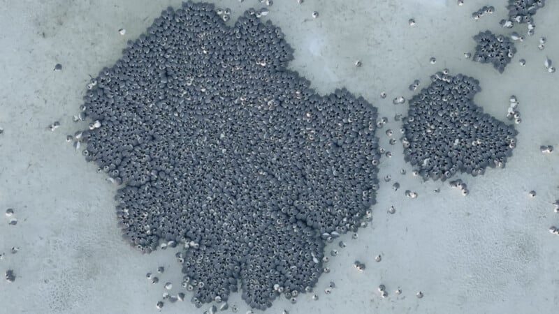 Aerial view of a large, dense group of penguins huddled together on an icy, snow-covered surface, forming irregular cluster shapes.