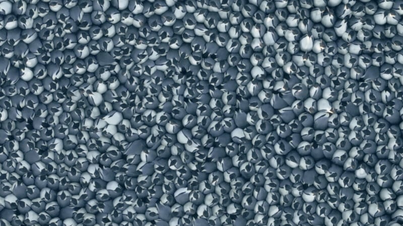 A dense, scattered pattern of empty, broken eggshells covers the entire surface in shades of pale gray and white.