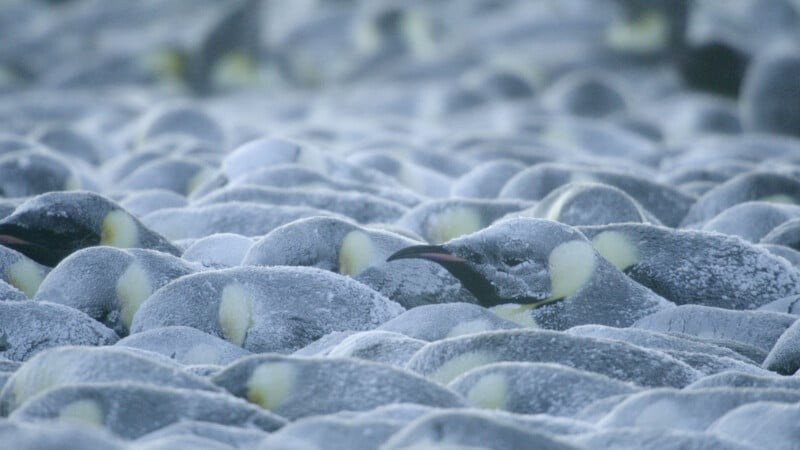 A dense group of emperor penguins huddling closely together, their gray feathers dusted with frost, with only a few heads and beaks visible among the masses.