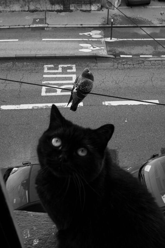 A black cat with wide eyes sits on a windowsill, looking up at the camera, while a pigeon perches on a wire outside above a street marked with bike lane symbols. The image is in black and white.