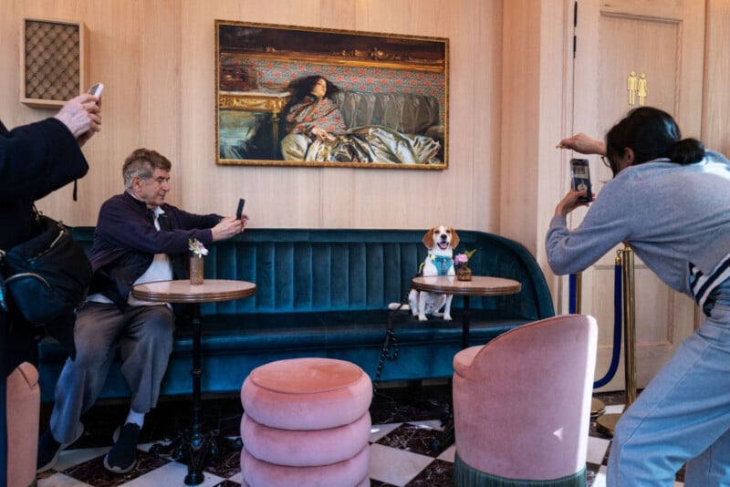 A man takes a photo of a beagle dog sitting on a blue velvet bench in a stylish cafe, while a woman photographs the scene; a painting hangs on the wooden wall behind them.