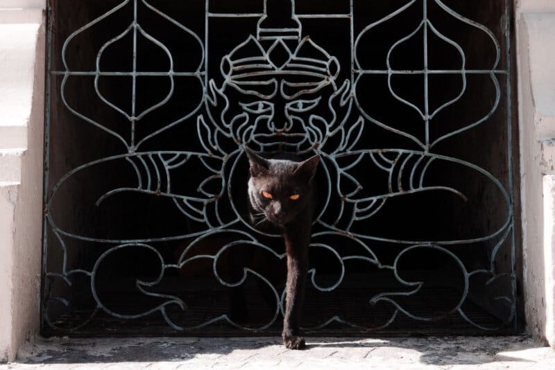 A black cat with bright eyes walks through an intricate metal gate featuring a large, stylized face and geometric patterns, casting dramatic shadows behind it.