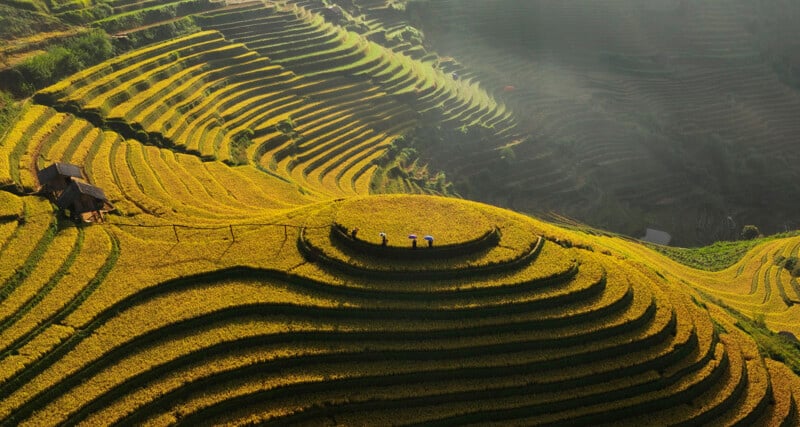 Golden terraced rice fields curve along a hillside, bathed in sunlight. Three people with umbrellas walk on one terrace, and a small hut sits on the left. The landscape is lush, layered, and vibrant.