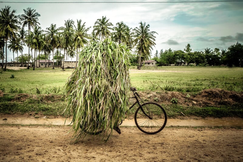 A bicycle overloaded with tall green grass nearly hiding it stands on a dirt road, with palm trees and grassy fields in the background under a cloudy sky.