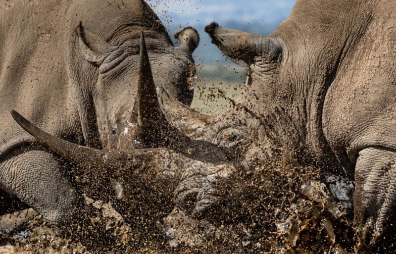 Two rhinos clash head-to-head, their horns locked and mud flying around them, capturing the intensity of their fight in a close-up wildlife scene.