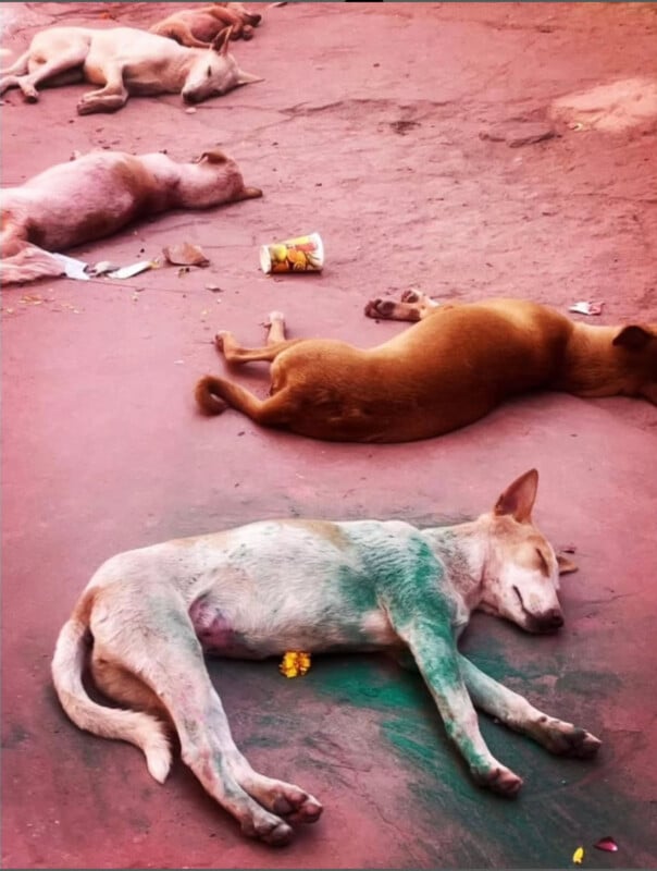 Four stray dogs lying on a dusty ground, appearing to rest or sleep. There is some trash and flower petals scattered near them. The scene has a reddish tint, possibly from lighting or colored powder.