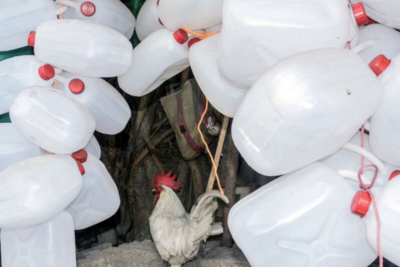 A white rooster stands on the ground between large clusters of empty, white plastic jugs with red caps, which are tied together and hanging around it. A bag and tree roots are visible in the background.