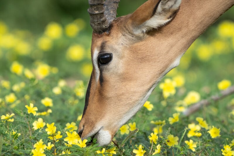 A close-up of an antelope grazing among vibrant yellow flowers. The antelope's eye and part of its horn are visible, as it lowers its head to nibble on the greenery in a sunlit meadow.