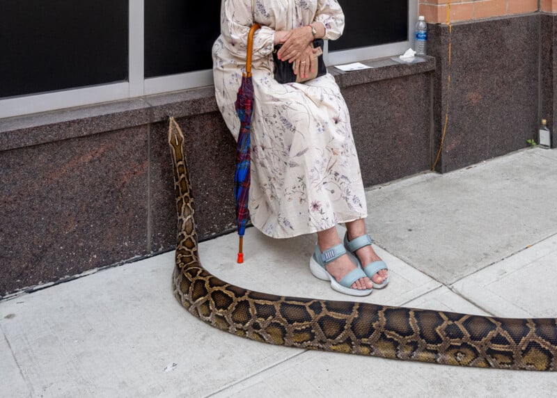A woman in a floral dress and blue sandals sits on a ledge holding an umbrella, with a large snake curled on the sidewalk in front of her.