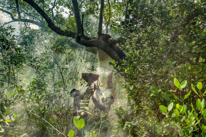A group of people gather under dense, lush green trees in a misty forest, sun rays filtering through the branches as they appear to work or interact, partially obscured by foliage and light.