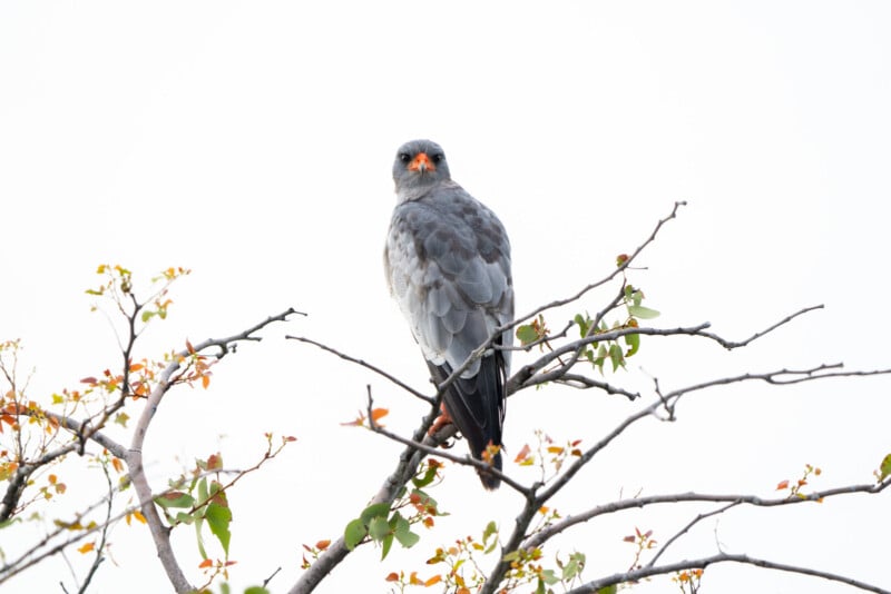Gray bird perched on a leafless branch with a mostly white sky in the background. The bird has a distinct orange beak and legs, with light gray plumage and some scattered leaves around.