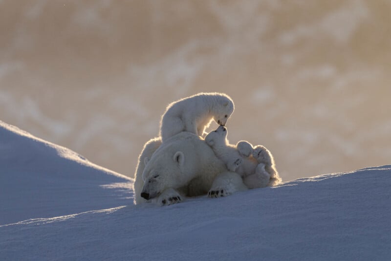 A polar bear lies on snow while three playful cubs climb on and around her, with soft sunlight creating a warm, serene atmosphere in the snowy landscape.