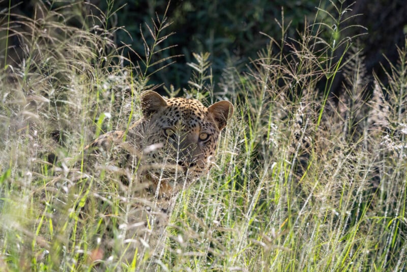 A leopard partially hidden among tall grass, peering intently through the vegetation. Its spotted fur blends with the surrounding greenery, creating a sense of camouflage.