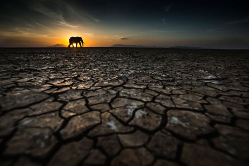 A lone elephant walks across a vast, cracked, dry landscape at sunset, with the sun low on the horizon and dramatic clouds in the sky.