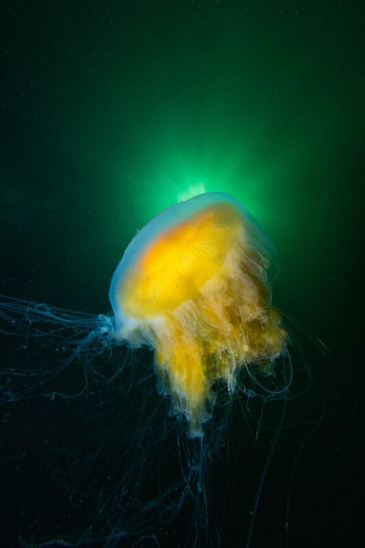 A vibrant jellyfish glows in deep green water, with its translucent bell lit by a burst of sunlight from above. Its long, delicate tentacles trail downwards, creating an ethereal, underwater scene.