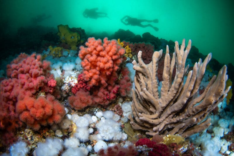 Vibrant coral reef with orange and white corals and sponges in the foreground. Two divers swim in the green water above, silhouetted against the light.