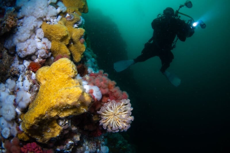 A scuba diver with an underwater camera swims near a colorful coral reef. The reef showcases bright yellow, pink, and white coral formations. The water has a greenish hue, and there is a soft, diffused light from the diver's equipment.