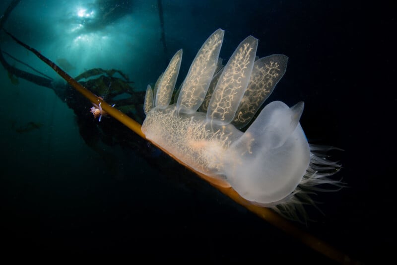 A translucent sea slug with intricate patterns glides along a thin, vertical piece of kelp in dark waters. Sunlight filters through the water, illuminating the creature's delicate features.