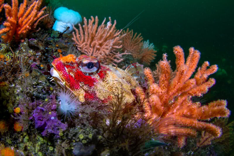 A colorful fish camouflages among vibrant coral and sea sponges in an underwater scene. The corals display shades of orange, purple, and white, contrasting with the green water background.